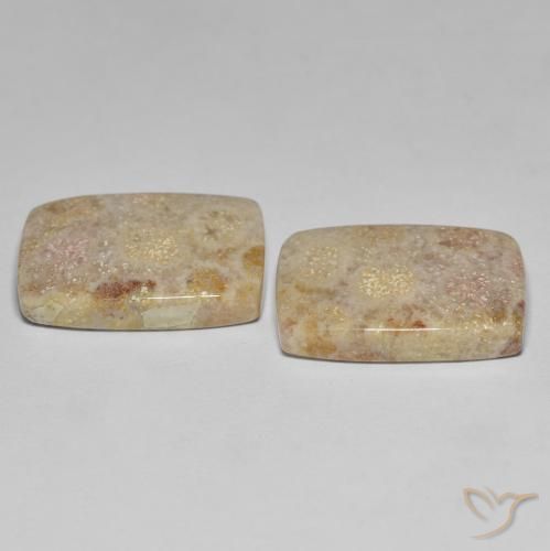 Gemme di Corallo fossile Multicolore naturale da 27.18 ct, Cuscino, Opaco