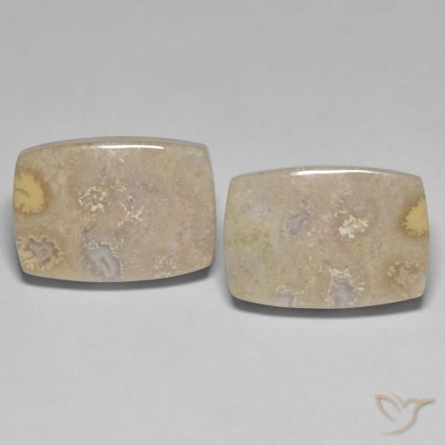 25.62ctw Naturale Multicolore Corallo fossile, Cuscino, Opaco