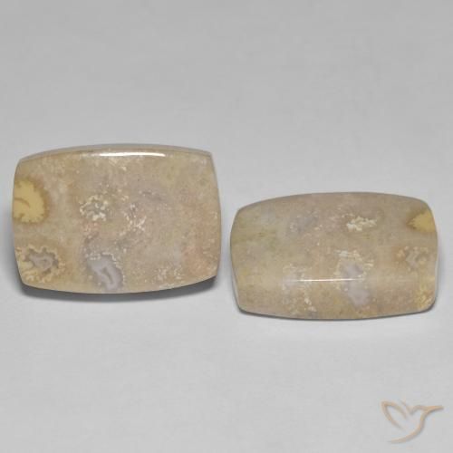 Gemme di Corallo fossile Multicolore naturale da 25.62 ct, Cuscino, Opaco