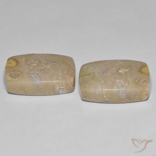 Gemme di Corallo fossile Multicolore naturale da 25.62 ct, Cuscino, Opaco