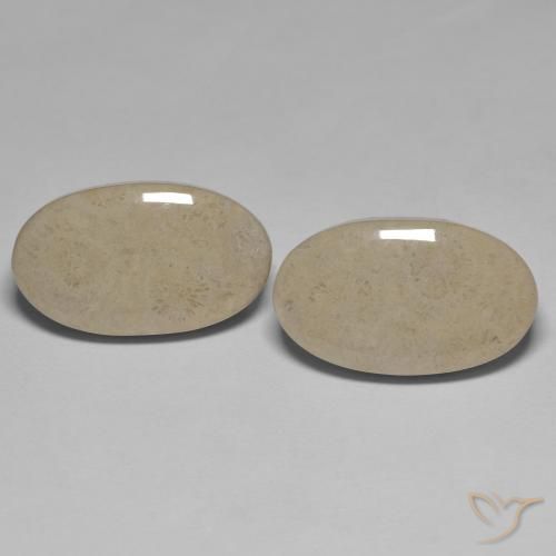 23.47ctw Naturale Multicolore Corallo fossile, Ovale, Opaco