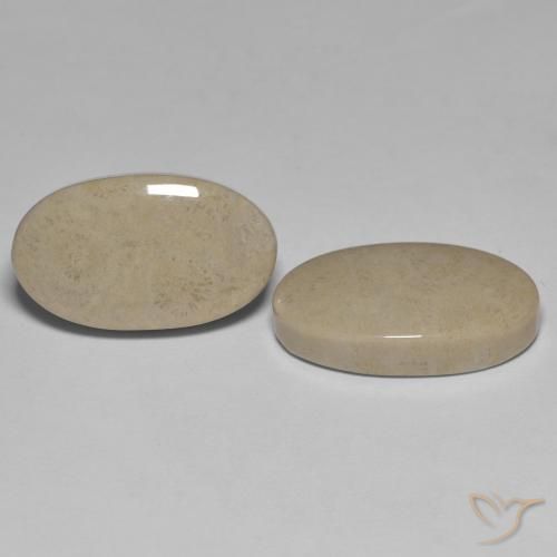 Gemme di Corallo fossile Multicolore naturale da 23.47 ct, Ovale, Opaco