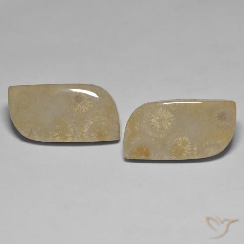 27.14ctw Naturale Multicolore Corallo fossile, Taglio a fantasia, Opaco