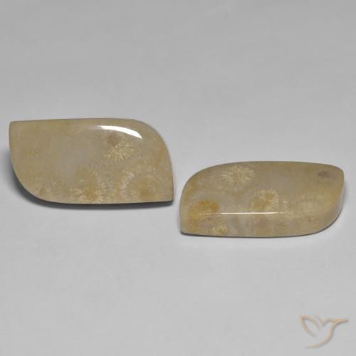 Gemme di Corallo fossile Multicolore naturale da 27.14 ct, Taglio a fantasia, Opaco