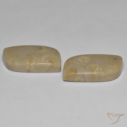 Gemme di Corallo fossile Multicolore naturale da 27.14 ct, Taglio a fantasia, Opaco
