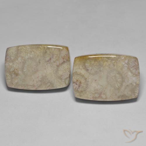 45.70ctw Naturale Multicolore Corallo fossile, Cuscino, Opaco