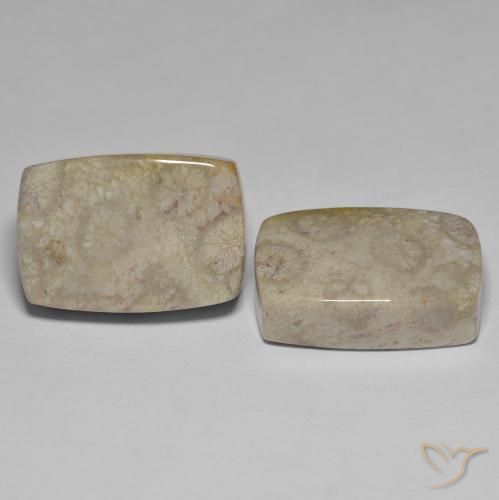 Gemme di Corallo fossile Multicolore naturale da 45.70 ct, Cuscino, Opaco
