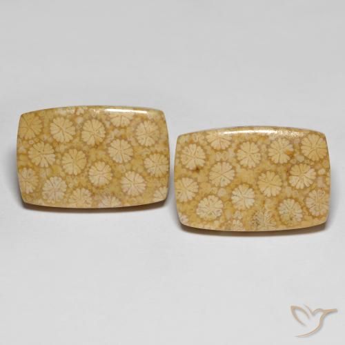 Gemme di Corallo fossile Multicolore naturale da 27.38 ct, Taglio a cuscino, Opaco