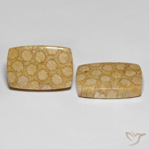 Gemme di Corallo fossile Multicolore naturale da 27.38 ct, Taglio a cuscino, Opaco