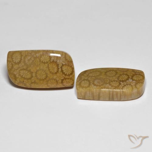 Gemme di Corallo fossile Multicolore naturale da 34.39 ct, Taglio a fantasia, Opaco