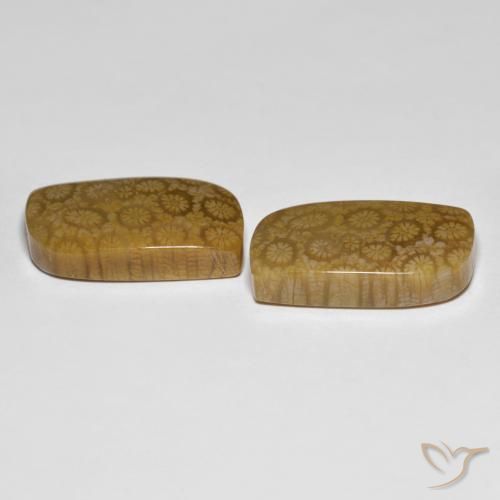 Gemme di Corallo fossile Multicolore naturale da 34.39 ct, Taglio a fantasia, Opaco