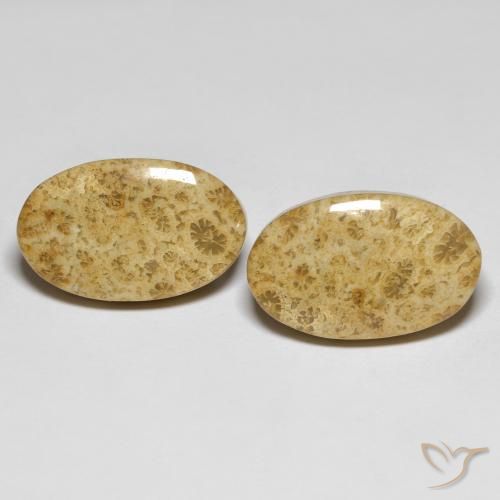 19.65ctw Naturale Multicolore Corallo fossile, Ovale, Opaco