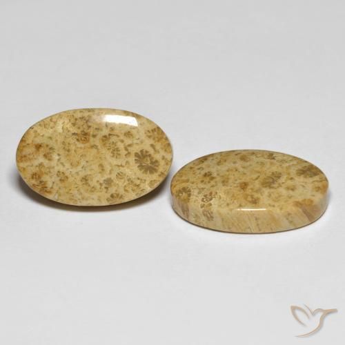 Gemme di Corallo fossile Multicolore naturale da 19.65 ct, Ovale, Opaco