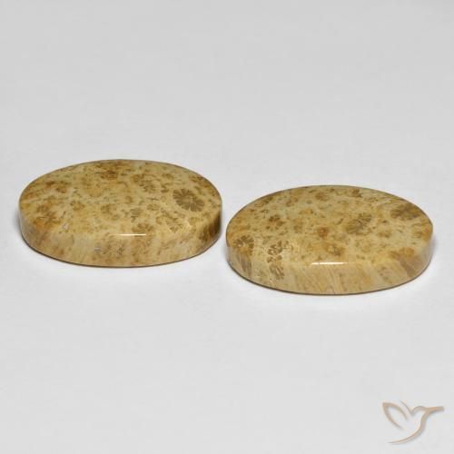 Gemme di Corallo fossile Multicolore naturale da 19.65 ct, Ovale, Opaco