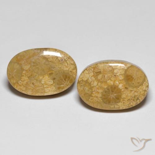 26.42ctw Naturale Multicolore Corallo fossile, Ovale, Opaco