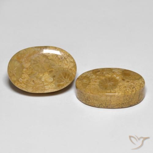 Gemme di Corallo fossile Multicolore naturale da 26.42 ct, Ovale, Opaco