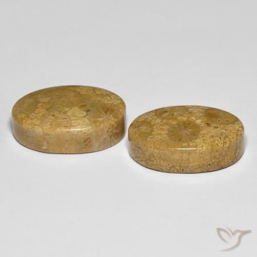 Gemme di Corallo fossile Multicolore naturale da 26.42 ct, Ovale, Opaco