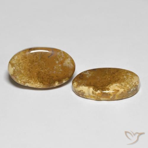 Gemme di Corallo fossile Multicolore naturale da 20.87 ct, Ovale, Opaco