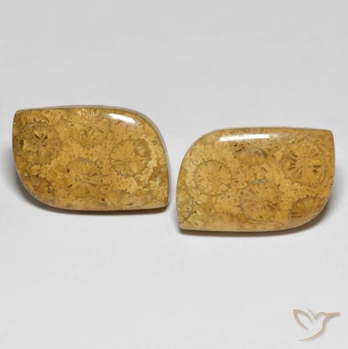 25.48ctw Naturale Multicolore Corallo fossile, Taglio a fantasia, Opaco