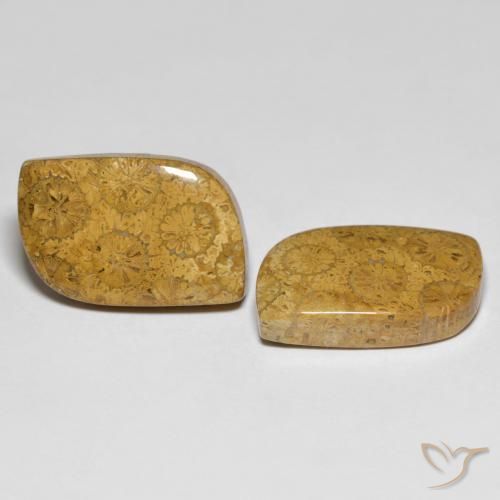 Gemme di Corallo fossile Multicolore naturale da 25.48 ct, Taglio a fantasia, Opaco