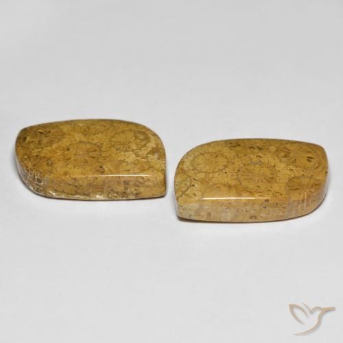 Gemme di Corallo fossile Multicolore naturale da 25.48 ct, Taglio a fantasia, Opaco