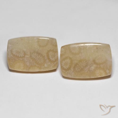 26.20ctw Naturale Multicolore Corallo fossile, Cuscino, Traslucido