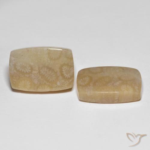 Gemme di Corallo fossile Multicolore naturale da 26.20 ct, Cuscino, Traslucido