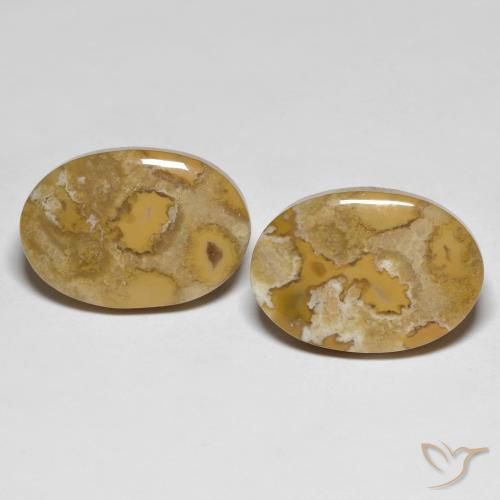 23.71ctw Naturale Multicolore Corallo fossile, Ovale, Opaco