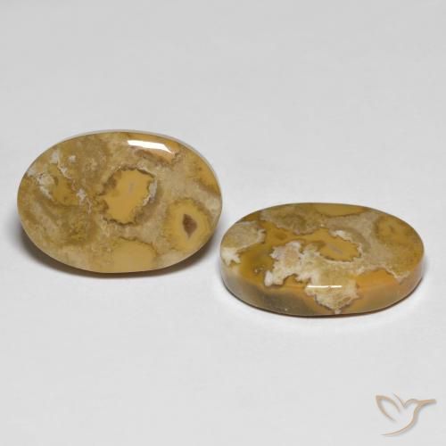 Gemme di Corallo fossile Multicolore naturale da 23.71 ct, Ovale, Opaco