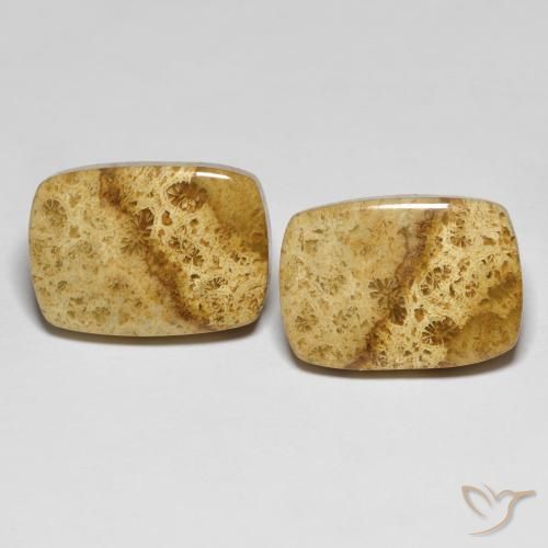 25.97ctw Naturale Multicolore Corallo fossile, Cuscino, Opaco