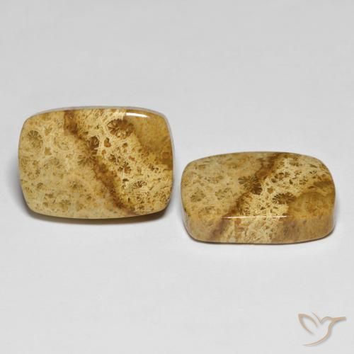Gemme di Corallo fossile Multicolore naturale da 25.97 ct, Cuscino, Opaco