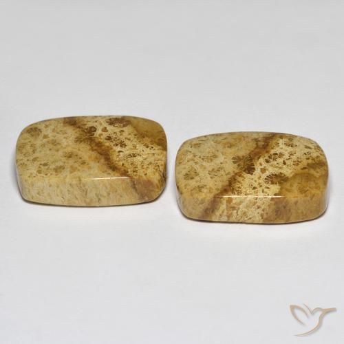 Gemme di Corallo fossile Multicolore naturale da 25.97 ct, Cuscino, Opaco