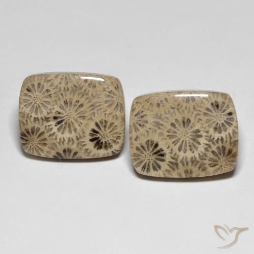 24.15ctw Naturale Multicolore Corallo fossile, Cuscino, Opaco