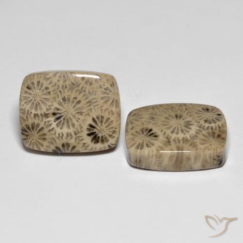 Gemme di Corallo fossile Multicolore naturale da 24.15 ct, Cuscino, Opaco