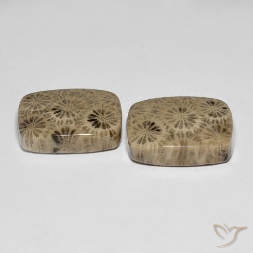 Gemme di Corallo fossile Multicolore naturale da 24.15 ct, Cuscino, Opaco
