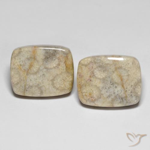 31.90ctw Naturale Multicolore Corallo fossile, Cuscino, Opaco