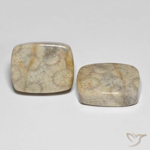 Gemme di Corallo fossile Multicolore naturale da 31.90 ct, Cuscino, Opaco