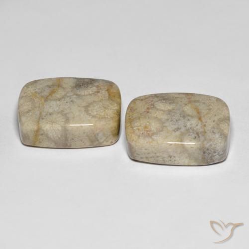 Gemme di Corallo fossile Multicolore naturale da 31.90 ct, Cuscino, Opaco