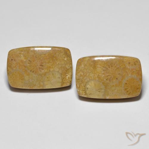 24.91ctw Naturale Multicolore Corallo fossile, Cuscino, Opaco