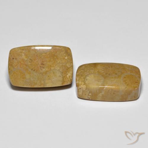 Gemme di Corallo fossile Multicolore naturale da 24.91 ct, Cuscino, Opaco