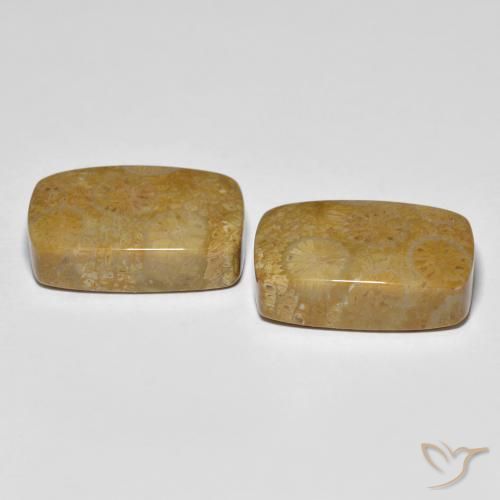Gemme di Corallo fossile Multicolore naturale da 24.91 ct, Cuscino, Opaco