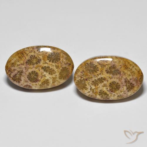 20.85ctw Naturale Multicolore Corallo fossile, Ovale, Opaco