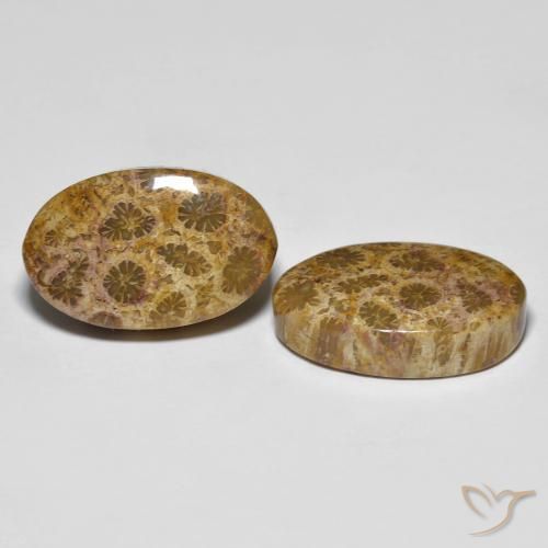 Gemme di Corallo fossile Multicolore naturale da 20.85 ct, Ovale, Opaco