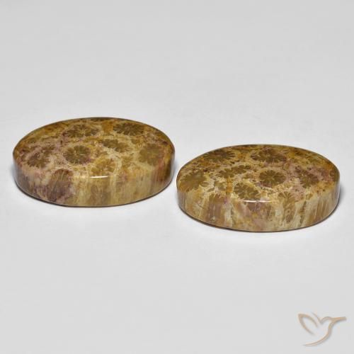 Gemme di Corallo fossile Multicolore naturale da 20.85 ct, Ovale, Opaco