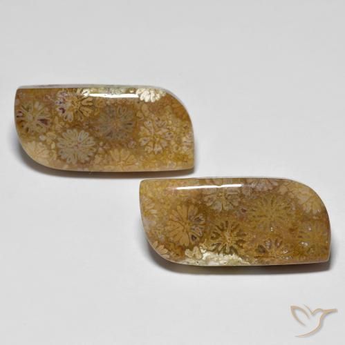 28.81ctw Naturale Multicolore Corallo fossile, Taglio a fantasia, Opaco