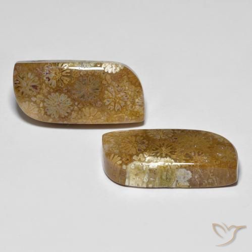 Gemme di Corallo fossile Multicolore naturale da 28.81 ct, Taglio a fantasia, Opaco