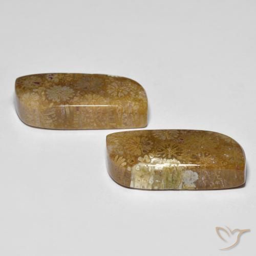 Gemme di Corallo fossile Multicolore naturale da 28.81 ct, Taglio a fantasia, Opaco