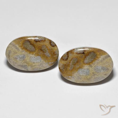 27.60ctw Naturale Multicolore Corallo fossile, Ovale, Opaco