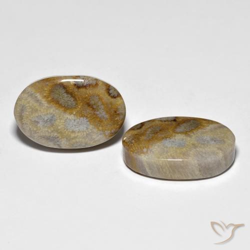 Gemme di Corallo fossile Multicolore naturale da 27.60 ct, Ovale, Opaco