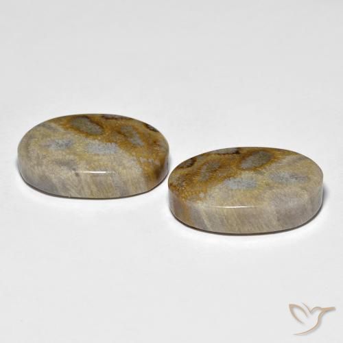 Gemme di Corallo fossile Multicolore naturale da 27.60 ct, Ovale, Opaco